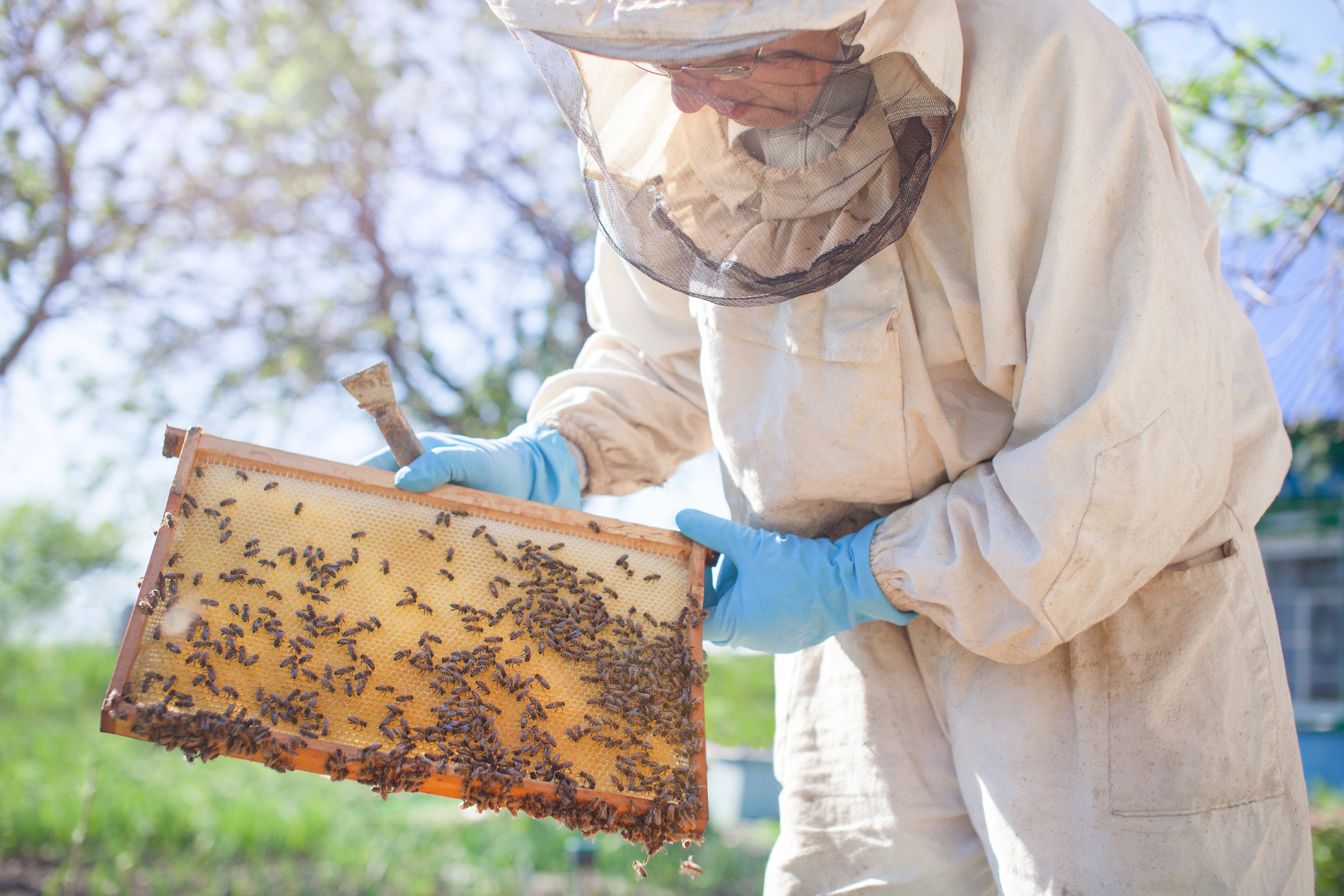 Beekeeper Is Working With Bees And Beehives On The Apiary Beekeeper On Apiary Uk