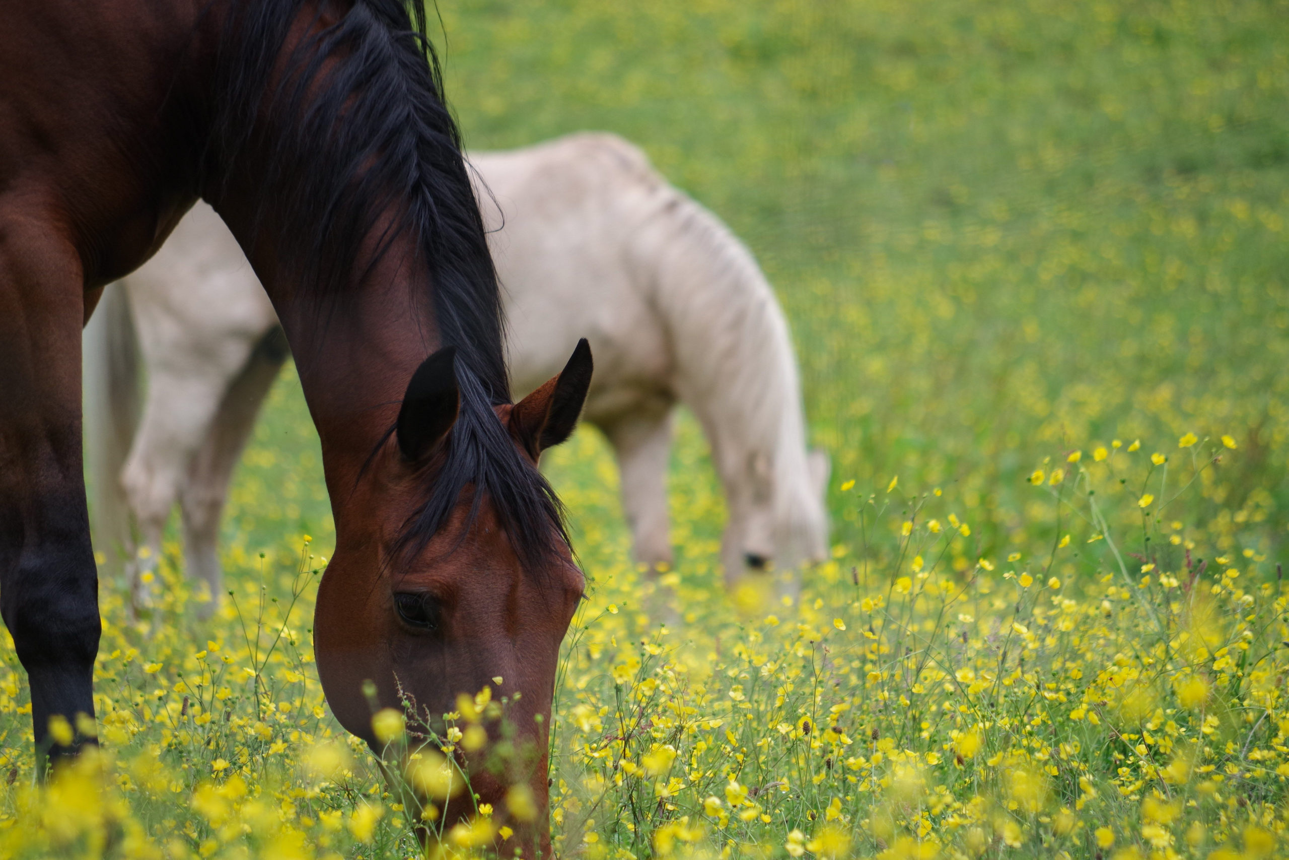 Horse Grazing In Field UK Agricultural Finance