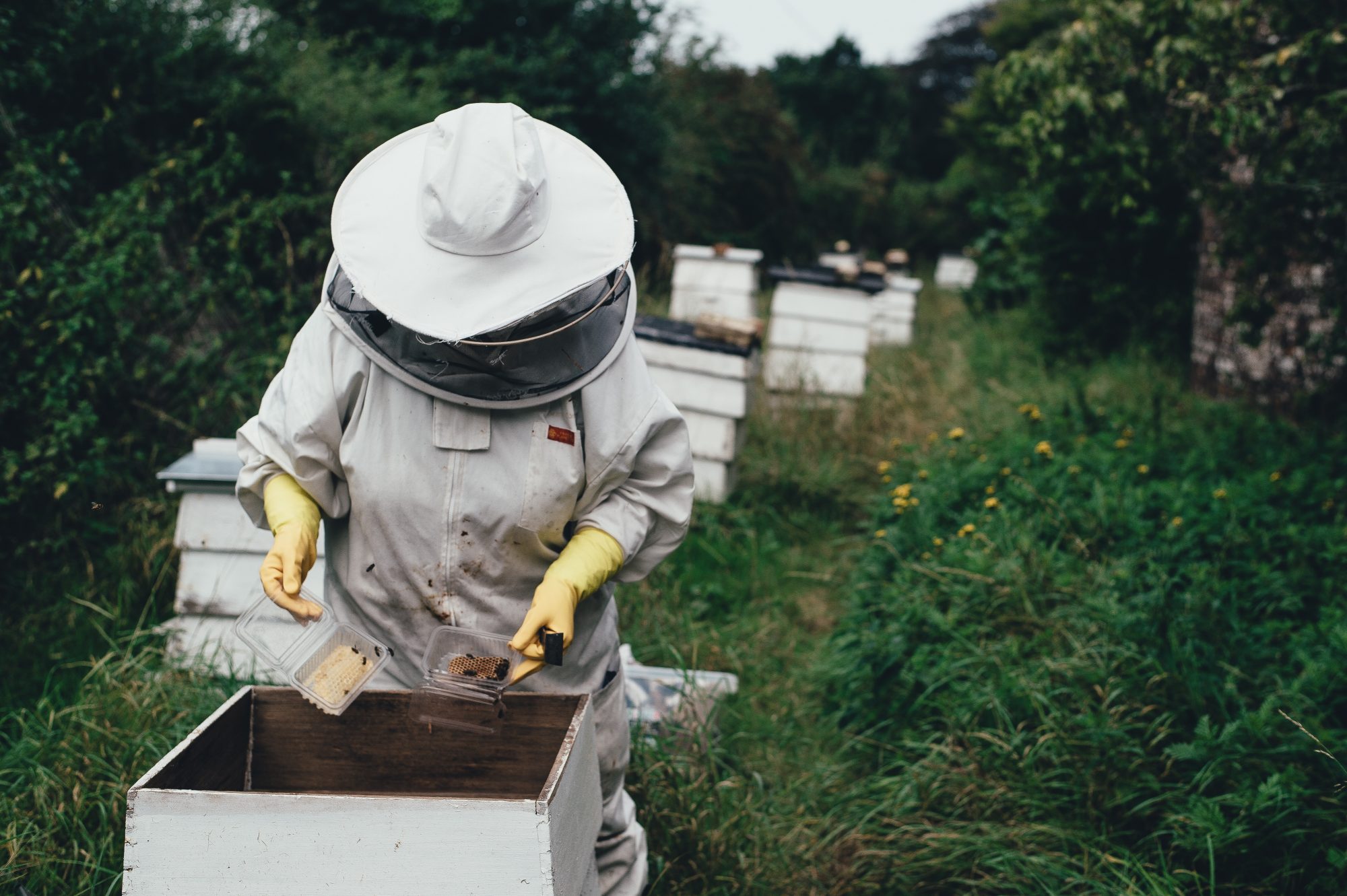 bee-keeping-uk-agricultural-finance