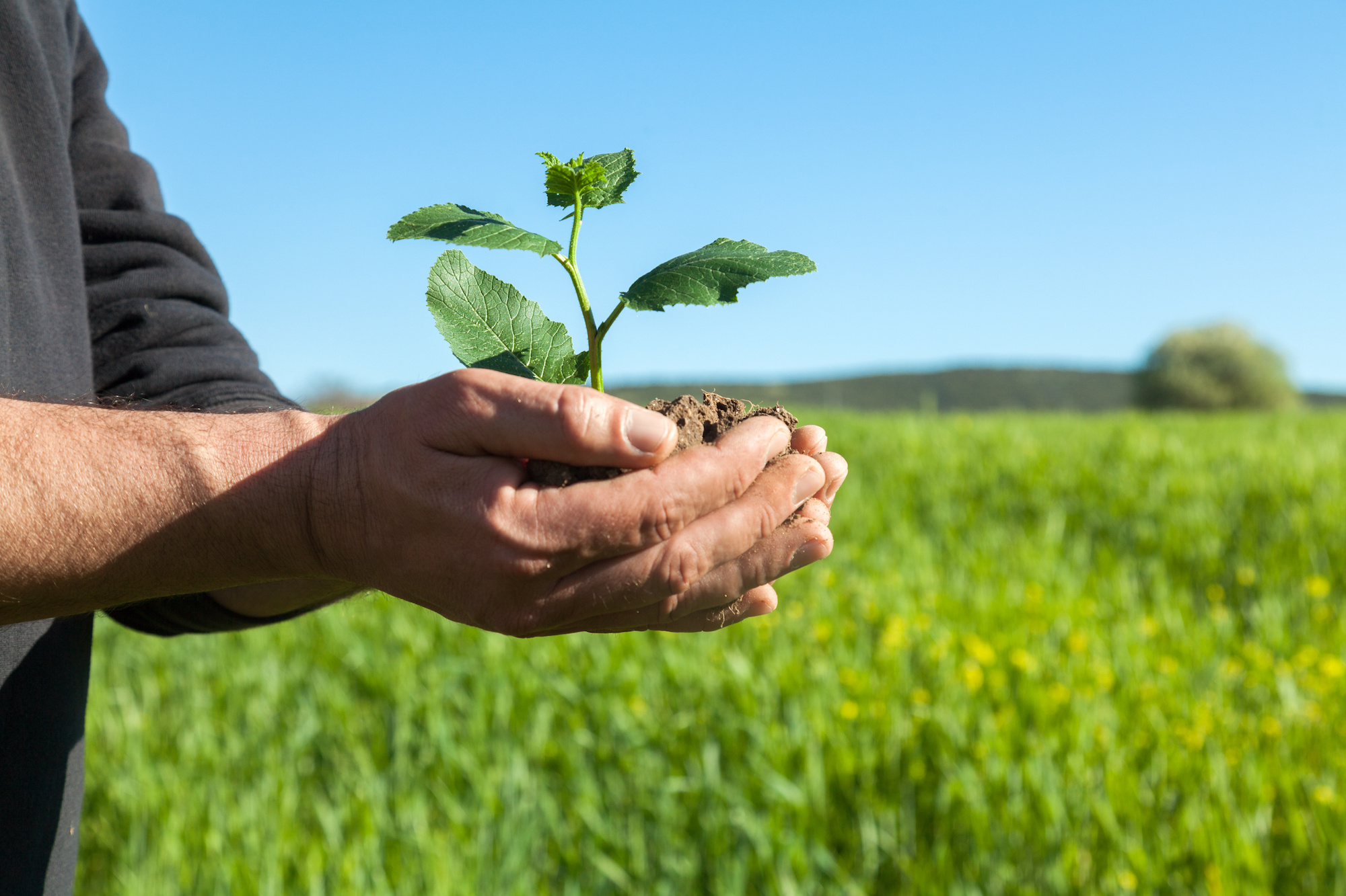 Farmer Hands With Plant - UK Agricultural Finance