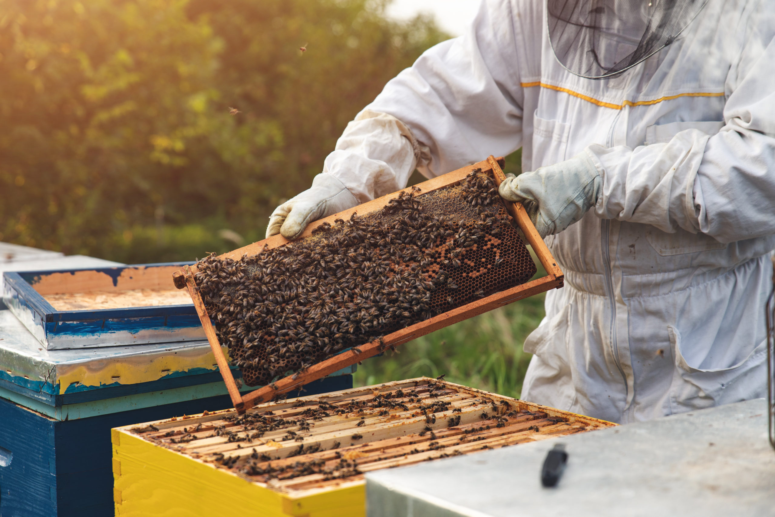 Beekeeper Is Working With Bees And Beehives On The Apiary Uk Agricultural Finance