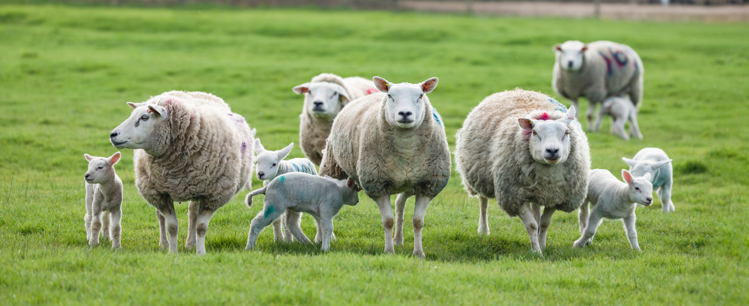 Sheep In Field With Lambs Flock Or Herd Of Sheep On Farm Uk Uk