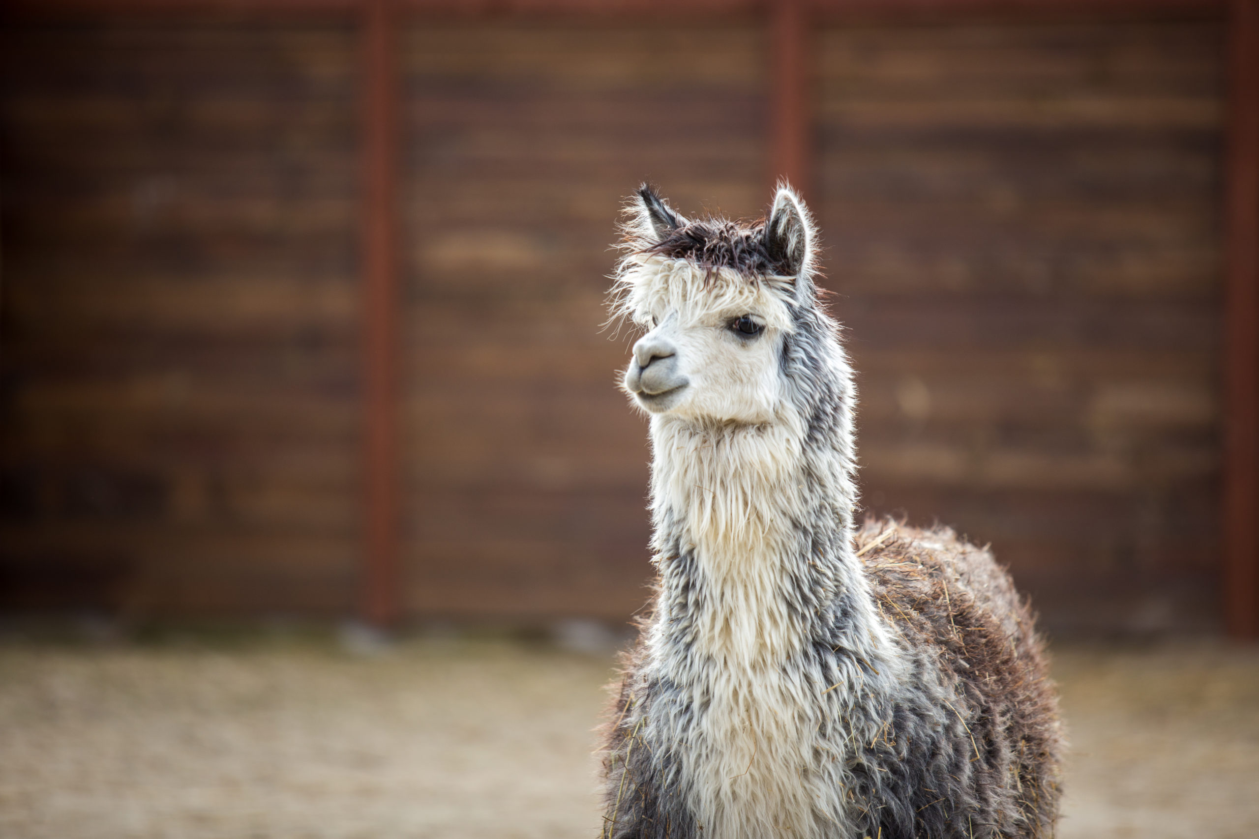 The South American pack-animal of the family. Camels with valuable wool